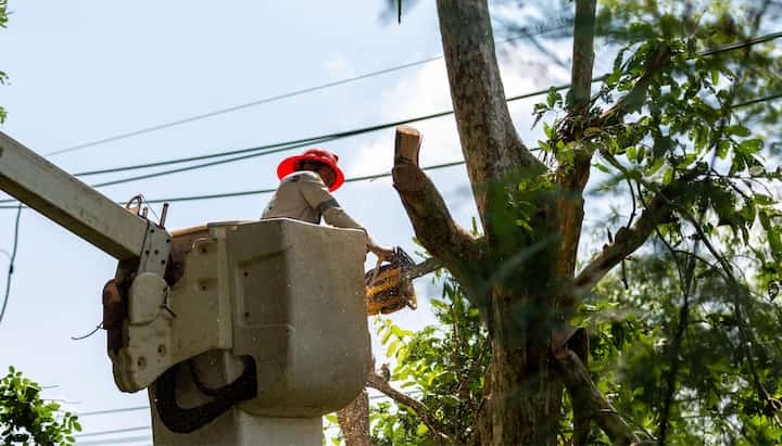 Expert tree care and maintenance services in Hendersonville, TN, providing comprehensive care for the health and beauty of trees on residential and commercial properties. Our skilled arborists use advanced techniques and equipment to diagnose and treat tree diseases and infestations, as well as provide routine pruning, trimming, and shaping services to enhance the beauty and longevity of your trees.