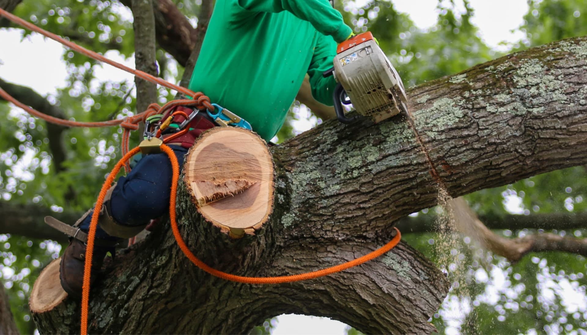 Expert tree removal in Hendersonville, TN providing safe and efficient removal of trees from residential and commercial properties. Our licensed and insured professionals use advanced techniques and equipment to ensure the safe and complete removal of trees, no matter the size or location.