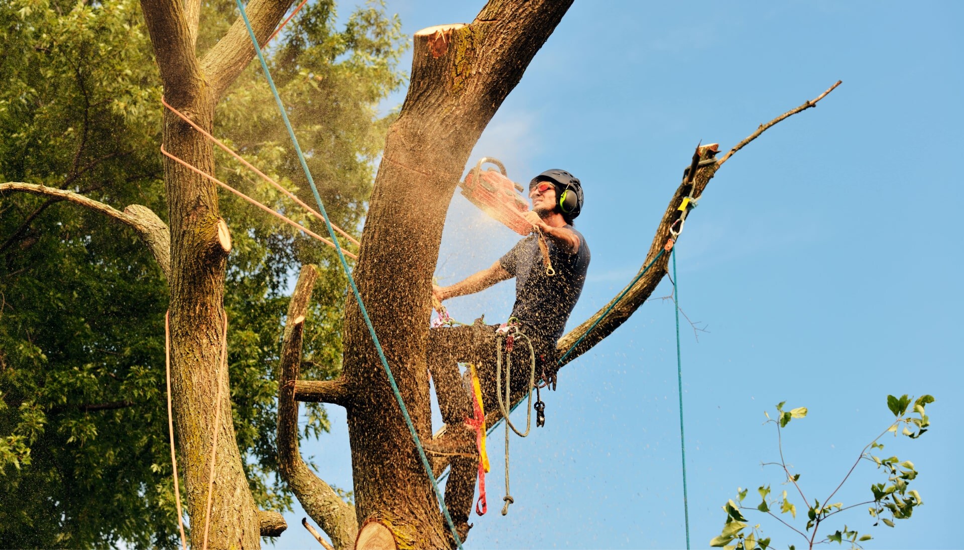 Professional tree removal contractors in Hendersonville, TN, providing expert and reliable tree removal services for residential and commercial properties. Our licensed and insured contractors use advanced techniques and equipment to ensure the safe and efficient removal of trees, no matter the size or location.