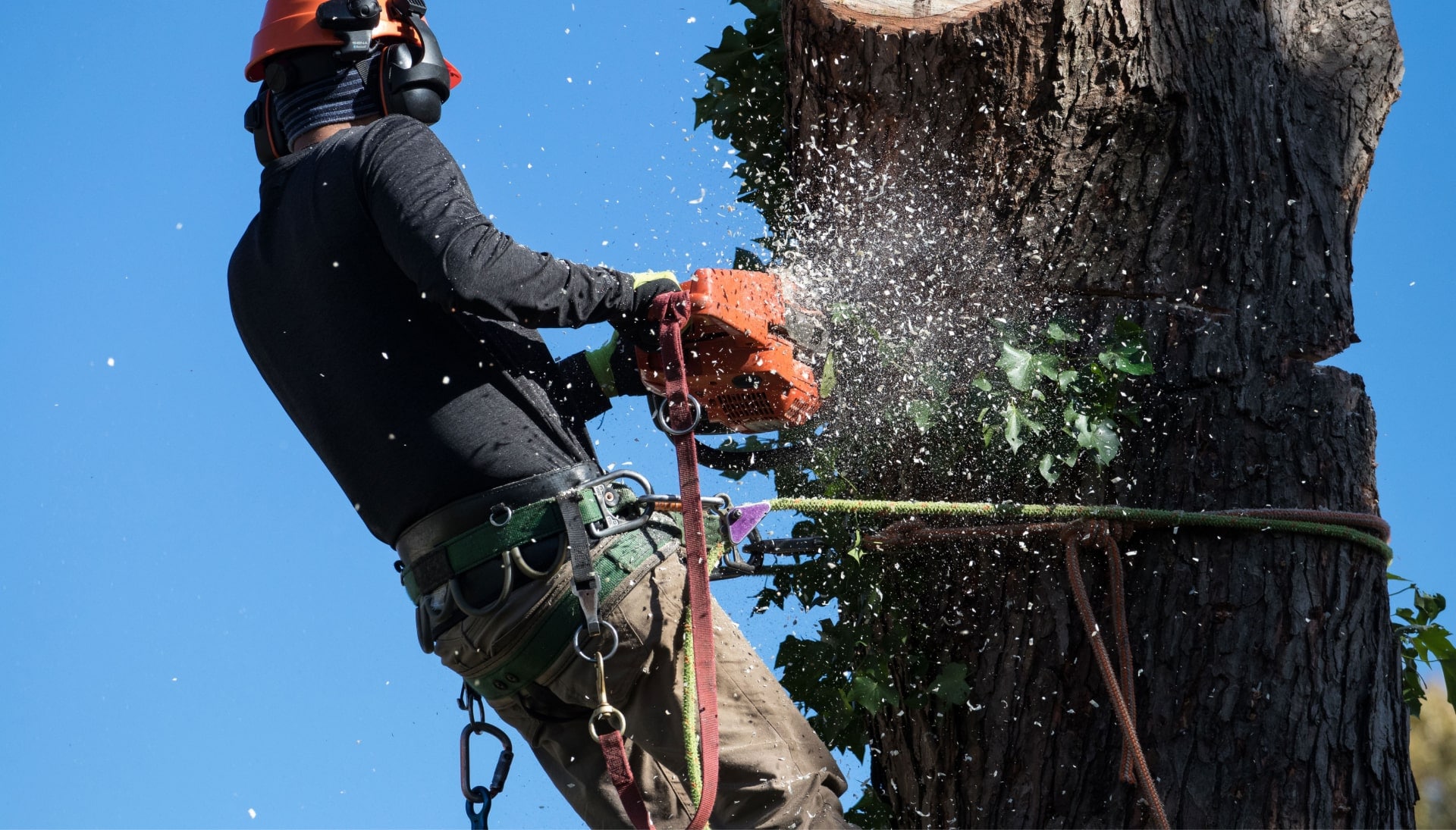 Comprehensive tree removal solutions in Hendersonville, TN, providing safe and efficient removal of trees from residential and commercial properties. Our experienced and licensed arborists use advanced techniques and equipment to ensure the safe and complete removal of trees, no matter the size or location.